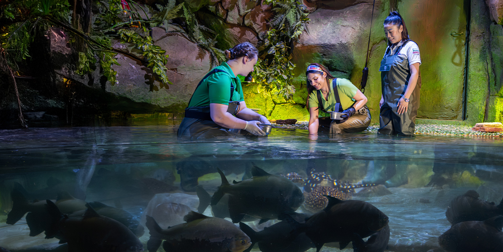 The National Aquarium | An underwater adventure like no other