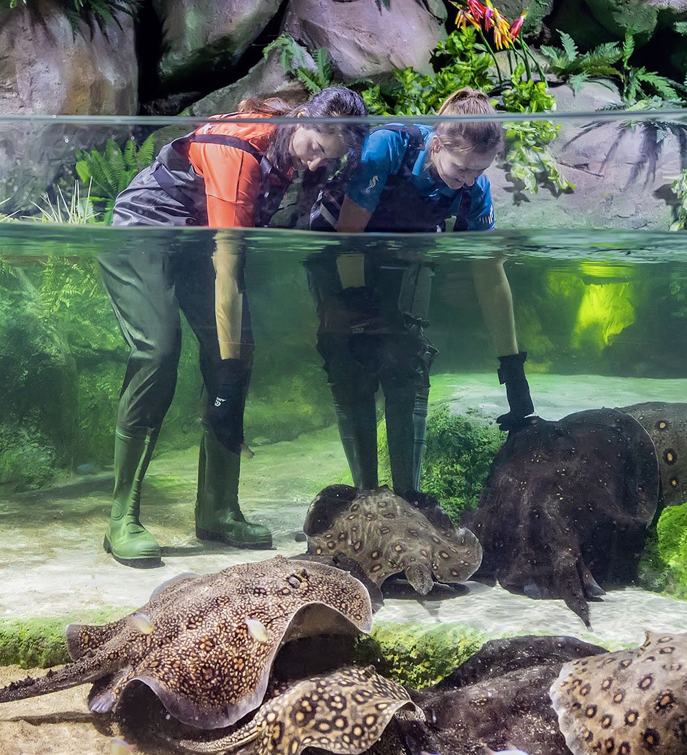 The National Aquarium | An underwater adventure like no other