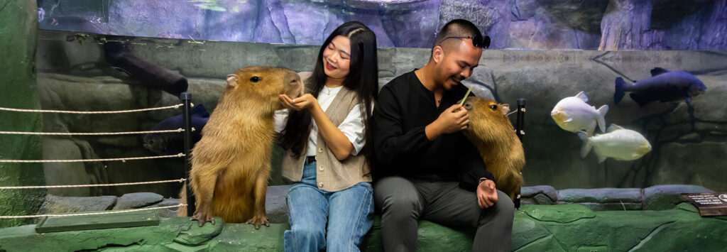 Capy Experience - The National Aquarium
