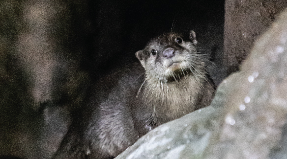 Asian Short-Clawed Otter