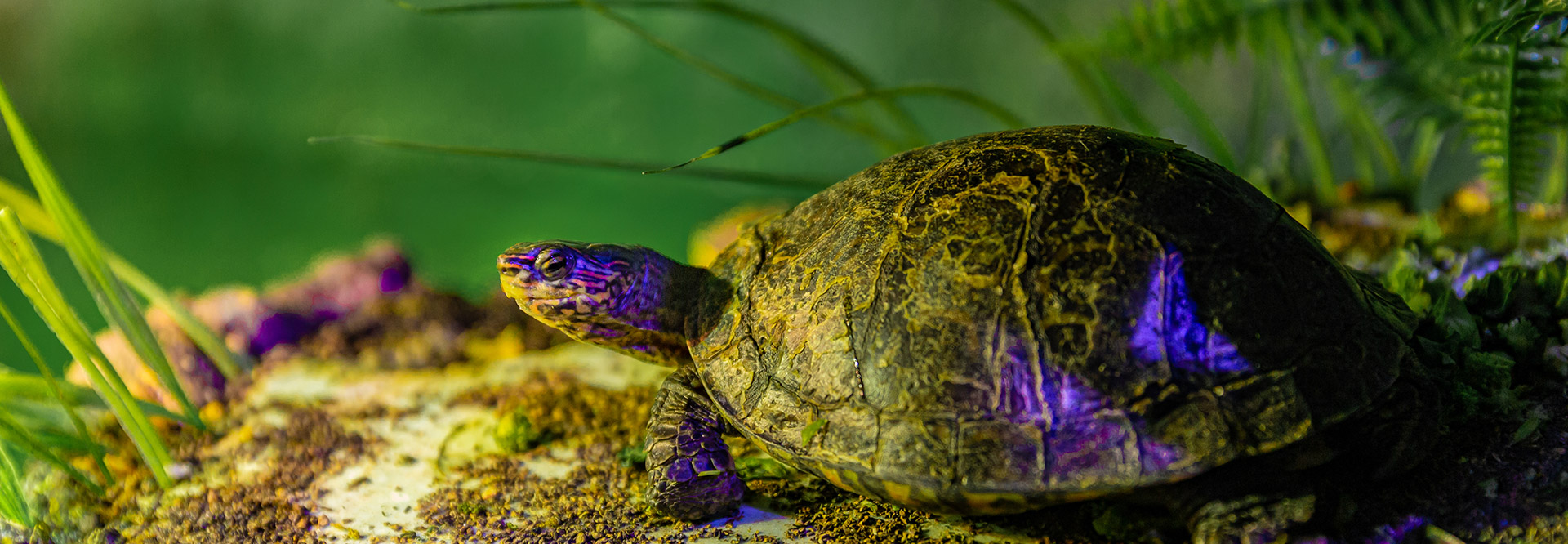 Reptiles
