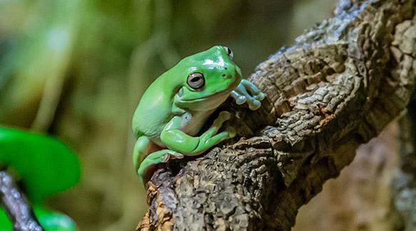 Amphibians